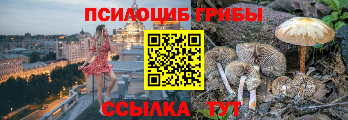 Галлюциногенные грибы Psilocybine cubensis Зерноград